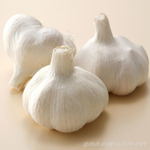 Dehydrated Normal White Garlic 5cm Fresh Normal White Garlic Price Manufactory